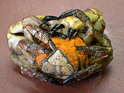 Image result for Cancer pagurus