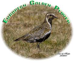 Attēlu rezultāti vaicājumam “Pluvialis apricaria adult”