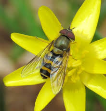 Attēlu rezultāti vaicājumam “Syrphus torvus”