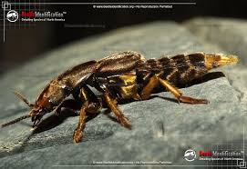 Billedresultat for rovbille