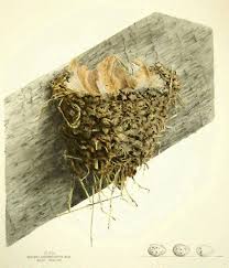 Attēlu rezultāti vaicājumam “Hirundo rustica nest”