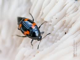 Attēlu rezultāti vaicājumam “Scaphidium quadrimaculatum”