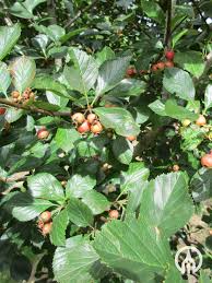 Attēlu rezultāti vaicājumam “Crataegus persimilis”