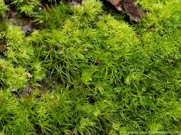 Attēlu rezultāti vaicājumam “Dicranum montanum”