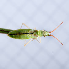 Attēlu rezultāti vaicājumam “Myrmus miriformis”