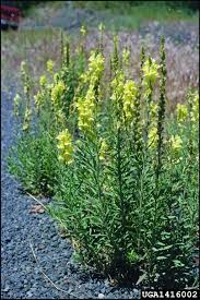 Image result for Linaria vulgaris