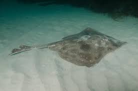 Image result for Dipturus batis