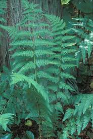 Attēlu rezultāti vaicājumam “Dryopteris cristata”