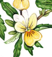 Attēlu rezultāti vaicājumam “Viola tricolor subsp. curtisii bud”