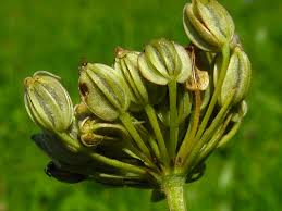 Attēlu rezultāti vaicājumam “Selinum carvifolia”