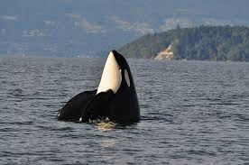 Image result for Orcinus orca