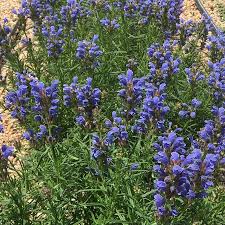 Attēlu rezultāti vaicājumam “Dracocephalum ruyschiana”