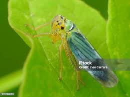 Attēlu rezultāti vaicājumam “Cicadella viridis female”