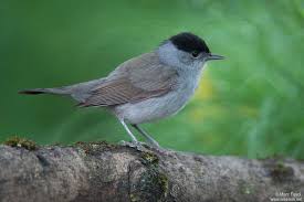 Attēlu rezultāti vaicājumam “Sylvia atricapilla male”