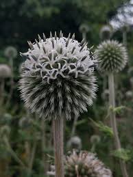 Attēlu rezultāti vaicājumam “Echinops sphaerocephalus flower”