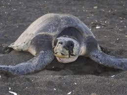 Image result for Lepidochelys kempii