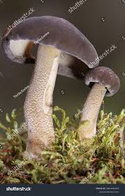 Attēlu rezultāti vaicājumam “Polyporus ciliatus”