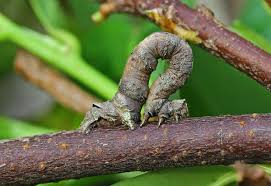 Attēlu rezultāti vaicājumam “Crocallis elinguaria”