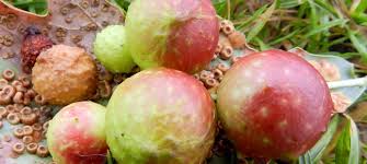 Attēlu rezultāti vaicājumam “Cynips quercusfolii”