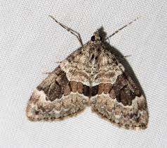 Attēlu rezultāti vaicājumam “Thera variata”