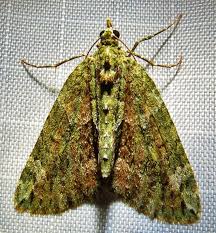 Attēlu rezultāti vaicājumam “Chloroclysta siterata”