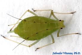 Attēlu rezultāti vaicājumam “Acyrthosiphon”