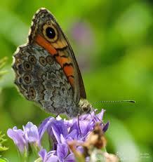 Attēlu rezultāti vaicājumam “Lasiommata megera male”
