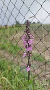 Attēlu rezultāti vaicājumam “Stachys palustris flower”