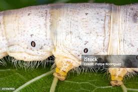 Attēlu rezultāti vaicājumam “Lygistopterus sanguineus larva”