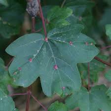 Attēlu rezultāti vaicājumam “Acalitus longisetosus”