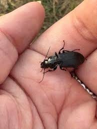 Attēlu rezultāti vaicājumam “Pterostichus niger”