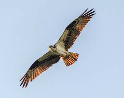 Image result for Pandion haliaetus