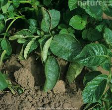 Attēlu rezultāti vaicājumam “Solanum tuberosum leaf”
