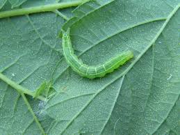 Attēlu rezultāti vaicājumam “Hypena rostralis”