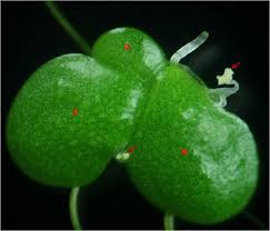 Attēlu rezultāti vaicājumam “Lemna gibba”