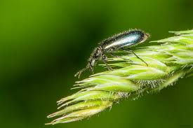 Attēlu rezultāti vaicājumam “Dasytes caeruleus”