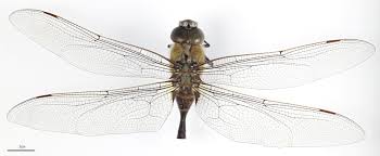 Attēlu rezultāti vaicājumam “Odonata”