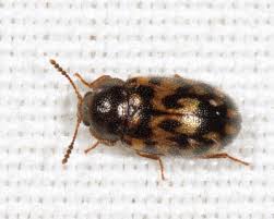 Attēlu rezultāti vaicājumam “Tetratoma fungorum”