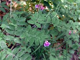 Attēlu rezultāti vaicājumam “Lathyrus niger”