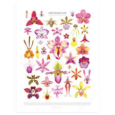 Attēlu rezultāti vaicājumam “Orchidaceae”