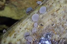 Attēlu rezultāti vaicājumam “Ombrophila violacea spores”