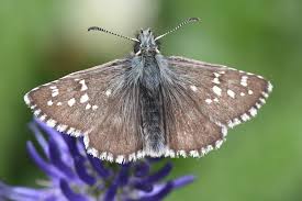 Attēlu rezultāti vaicājumam “Pyrgus serratulae”