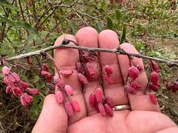 Attēlu rezultāti vaicājumam “Barbarea vulgaris subsp. arcuata fruit”
