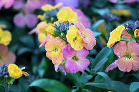 Image result for Cheiranthus cheiri