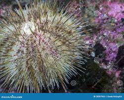 Image result for Strongylocentrotus droebachiensis