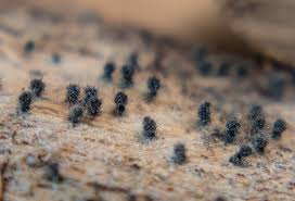 Attēlu rezultāti vaicājumam “Neocudoniella albiceps”