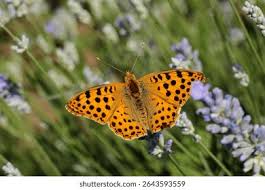Attēlu rezultāti vaicājumam “Argynnis laodice male”