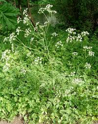 Attēlu rezultāti vaicājumam “Anthriscus sylvestris leaf”