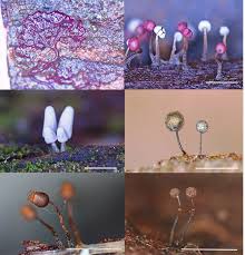 Attēlu rezultāti vaicājumam “Paradiacheopsis rigida stalked”