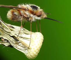Attēlu rezultāti vaicājumam “Bombyliidae”